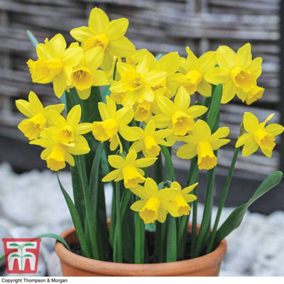 Narcissus (Daffodil) Tete A Tete 100 Bulbs