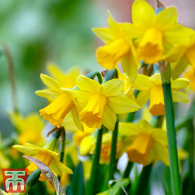 Narcissus (Daffodil) Tete A Tete 50 Bulbs