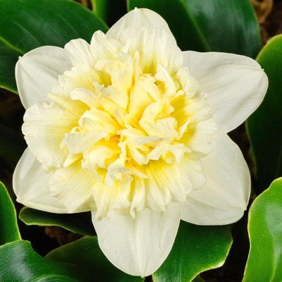 Narcissus Ice King 20 x Spring Bulbs - Spring Flowering Perennials