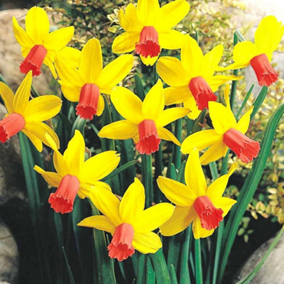 Narcissus Jetfire Flowering Bulbs - Daffodil, 50 Pack