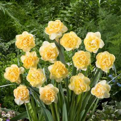 Narcissus Kiwi Sunset Daffodil Bulbs Hardy Perennial Spring Flower