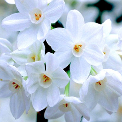 Narcissus Sweet Love | Van Engelen Wholesale Flower Bulbs