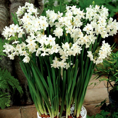 Narcissus Paperwhite Flowering Bulbs - Fragrant Daffodil, 50 Pack