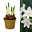 Narcissus Paperwhite - Growing Bulbs in 12cm Pot - Instant Colour in the Winter
