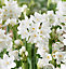 Narcissus Paperwhite - Growing Bulbs in 12cm Pot - Instant Colour in the Winter