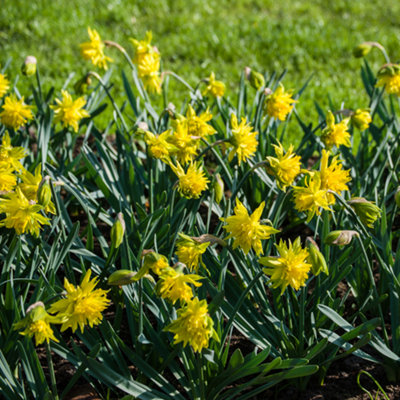 Narcissus Rip van Winkle 25 bulbs size 8/10