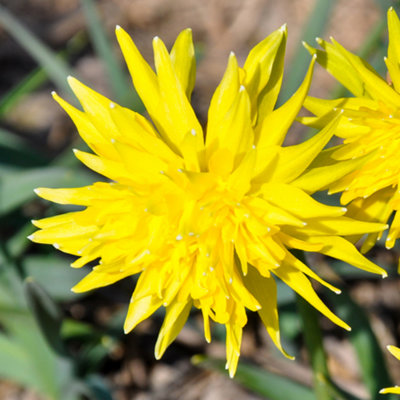 Narcissus Rip van Winkle 25 bulbs size 8/10 - 3