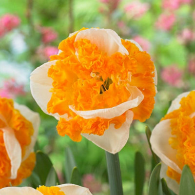 Narcissus Swirl Daffodil Bulbs Hardy Perennial Creamy White & Orange ...
