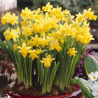 Narcissus Tete a Tete Bulbs, Pack of 100 Bulbs, Early Spring Flowering Bulbs