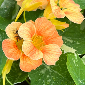 Nasturtium Alaska Salmon 1 Seed Packet