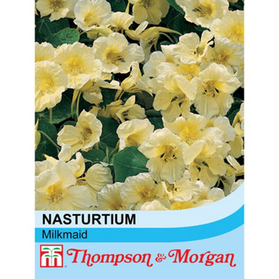 Nasturtium Milkmaid 1 Seed Packet (30 Seeds)