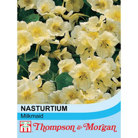 Nasturtium Milkmaid 1 Seed Packet (30 Seeds)