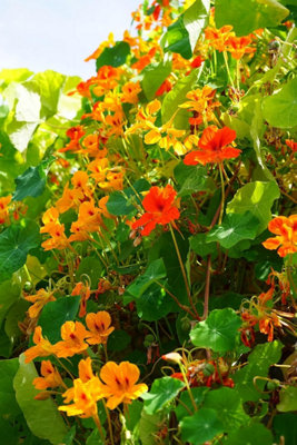 Nasturtium Mixed Flower, Grow Your Own Trailing Varieties, Red, Yellow, Orange, Edible Seeds 30 Fresh