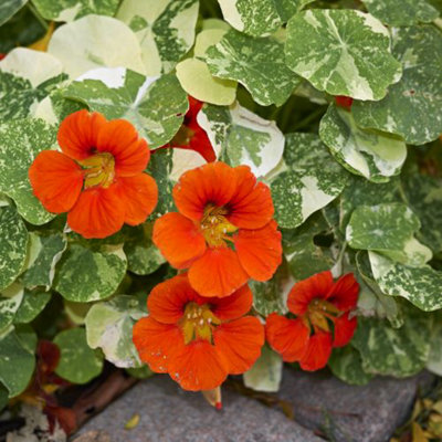 Nasturtium Orange Troika 1 Seed Packet (30 Seeds)