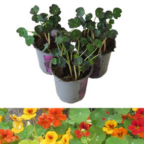 Nasturtium Plants x 3 in 9cm Pots - Mixed Empress Variety - Ready to Plant