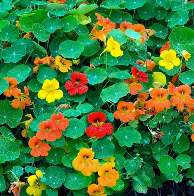 Nasturtium Plants x 3 in 9cm Pots - Mixed Empress Variety - Ready to Plant