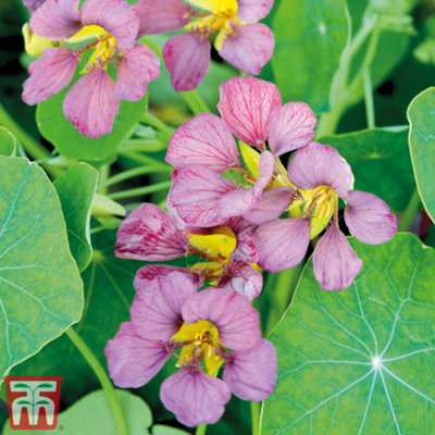 Nasturtium Purple Emperor 1 Seed Packet (25 Seeds)