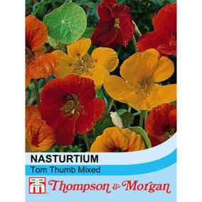 Nasturtium Tom Thumb Mixed 1 Seed Packet (40 Seeds)