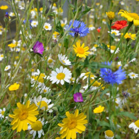 Native British Wildflower Mix Patio Pots 1 Seed Packet