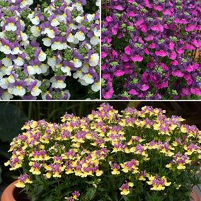 Nemesia Ladies Collection of Six Plug Plants