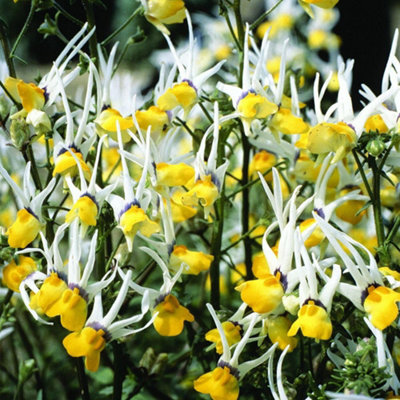 Nemesia Masquerade Seeds - Fragrant Yellow Spiky Annual for Garden ...