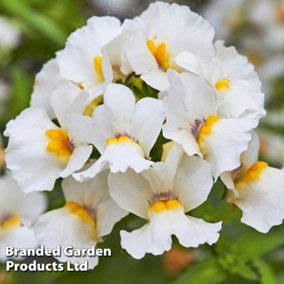 Nemesia Nesia White Lyric White Plug Plant x 5