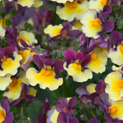 Nemesia Rhubarb and Custard plug x 6
