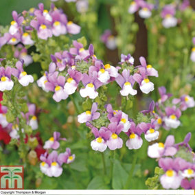 Nemesia Seventh Heaven 1 Seed Packet (100 seeds)