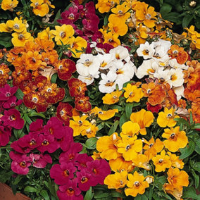 Nemesia Sundrop Mixed Colourful Flowering Garden Ready Bedding Plants 6 Pack