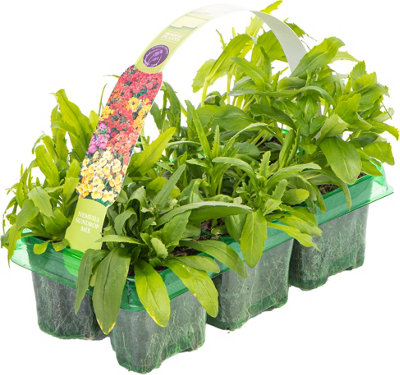 Nemesia Sundrop Mixed Colourful Flowering Garden Ready Bedding Plants 6 Pack