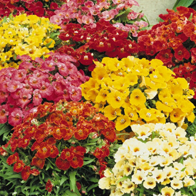 Nemesia Sundrop Mixed Colourful Flowering Garden Ready Bedding Plants 6 Pack - 3