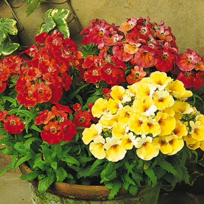 Nemesia Sundrop Mixed Colourful Flowering Garden Ready Bedding Plants 6 Pack - 4