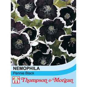 Nemophila Pennie Black 1 Packet (250 Seeds)