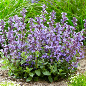 Nepeta Purrsian Blue Garden Plant - Violet-Blue Blooms, Hardy, Compact Size (15-30cm Height Including Pot)