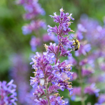 Nepeta Racemosa Walkers Low Catmint Hardy Perennial Silver-Green ...