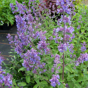 Nepeta Six Hills Giant (10-20cm Height Including Pot) Garden Plant - Fragrant Perennial, Compact Size