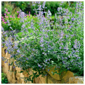 Nepeta 'Six Hills Giant' / Catmint In 2L Pot, Attractive Aromatic Foliage 3FATPIGS
