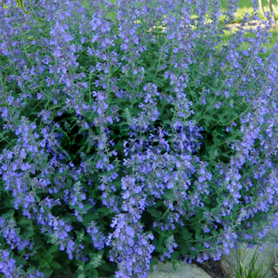 Nepeta Walkers Low (1020cm Height Including Pot) Garden Plant