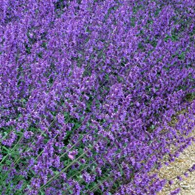 Nepeta Walkers Low Garden Plant - Purple Blooms, Compact Size, Hardy (15-30cm Height Including Pot)