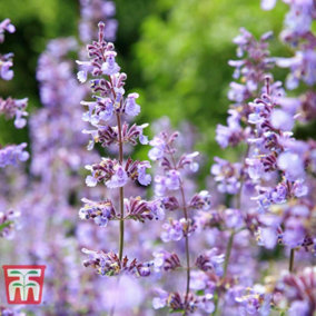 Nepeta x faassenii Purrsian Blue 3 Litre Potted Plant x 1