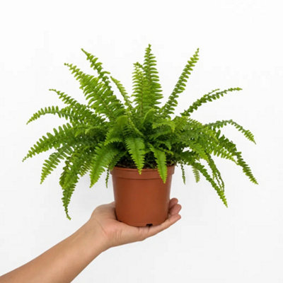 Nephrolepis Boston Fern 12cm Pot Nursery Pot Pack of 1