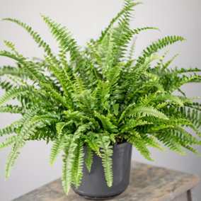Nephrolepis Boston Fern - Gorgeous Lush Foliage, Indoor Plant for Shady Corners, Ideal for UK Homes (25-35cm Height Including Pot)