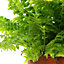 Nephrolepis Boston Fern - Home or Office Evergreen Indoor Plant, Perfect for Shady Corners (25-35cm Height Including Pot)