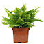 Nephrolepis Boston Fern Houseplant for Shady Corners, Ideal for UK Homes in 12cm Pot (25-35cm Height Including Pot)