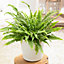 Nephrolepis Boston Fern - Houseplant in 12cm Pot, Gorgeous Green Foliage Plant for Shady Corners (25-35cm Height Including Pot)