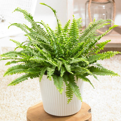 Nephrolepis Boston Fern Houseplant in 12cm Pot, Green