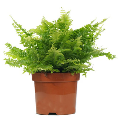 Nephrolepis Boston Fern - Houseplant in 12cm Pot, Gorgeous Green Foliage Plant for Shady Corners (25-35cm Height Including Pot)