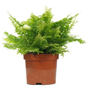 Nephrolepis Boston Fern - Indoor House Plant for Home Office, Kitchen, Living Room - Potted Houseplant (30-40cm)