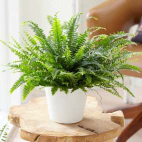 Nephrolepis Boston Fern - Indoor Houseplant with Fresh Green Foliage, Ideal Shady Corner Plant (25-35cm Height Including Pot)