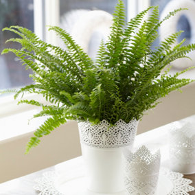 Nephrolepis Boston Fern - Indoor Tropical Plant in 12cm Pot, Houseplant with Lush Green Foliage (25-35cm Height Including Pot)